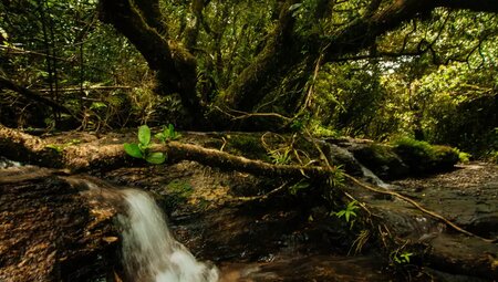 Sri Lanka – Knuckles Range & Pekoe Trail