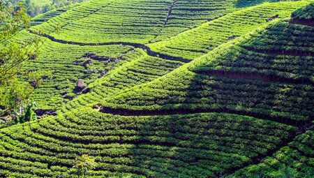 Sri Lanka – Knuckles Range & Pekoe Trail