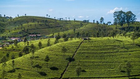 Sri Lanka – Knuckles Range & Pekoe Trail