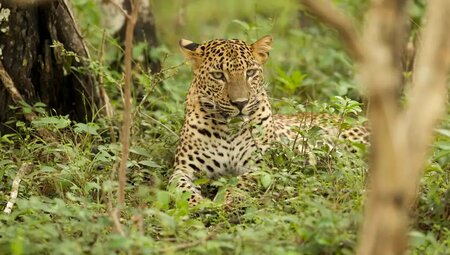 Sri Lanka – Wanderreise: Vom Hochland bis zur Küste