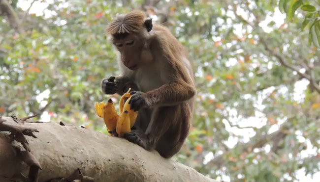 Sri Lanka – Kleine Insel, große Vielfalt