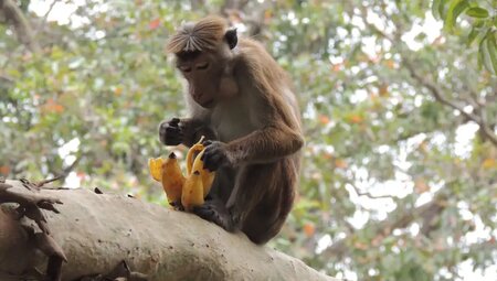 Sri Lanka – Wanderreise: Vom Hochland bis zur Küste