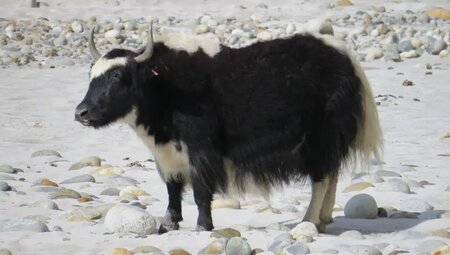 Pakistan – Karakorum: K2 Basecamp & Concordia Trek