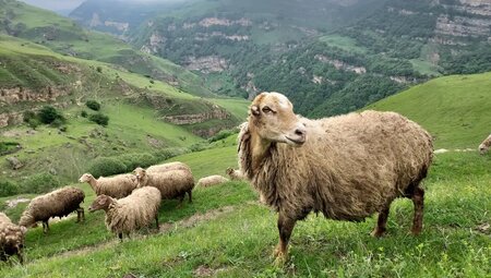 Aserbaidschan – Homestay-Trek im Großen Kaukasus