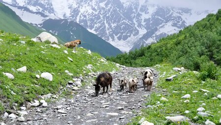 Georgien – Wandern im Großen und Kleinen Kaukasus