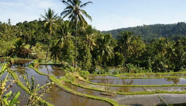 Indonesien – Vulkan-Besteigung & Reisterrassen