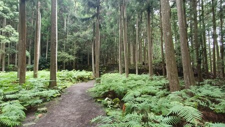 Japan – Fuji & Megacity Tokyo