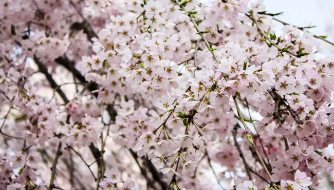 Japan – Küsten-Wanderreise von Osaka bis Tokyo