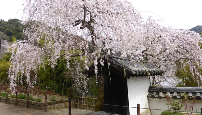 Japan – Küsten-Wanderreise von Osaka bis Tokyo