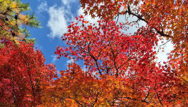 Japan – Küsten-Wanderreise von Osaka bis Tokyo