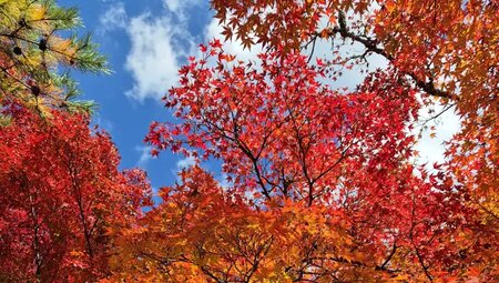 Japan – Küsten-Wanderreise von Osaka bis Tokyo