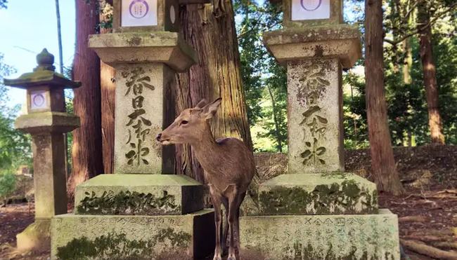 Japan – Küsten-Wanderreise von Osaka bis Tokyo