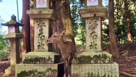 Japan – Küsten-Wanderreise von Osaka bis Tokyo