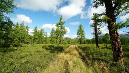 Mongolei – Zelt-Trekking in der Zentralmongolei