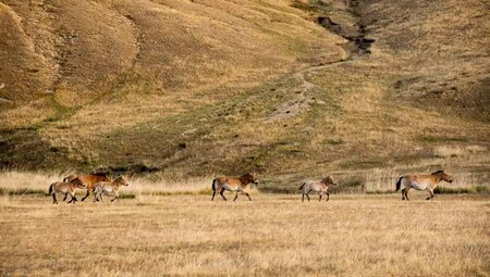 Mongolei – Zentralmongolei: Land des blauen Himmels