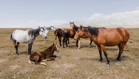 Kasachstan, Kirgistan – Siebenstromland & Himmelsberge