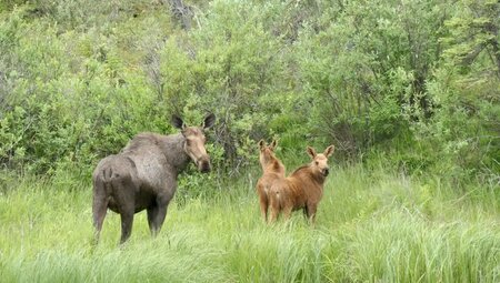 Alaska – Denali Nationalpark & Kenai-Halbinsel