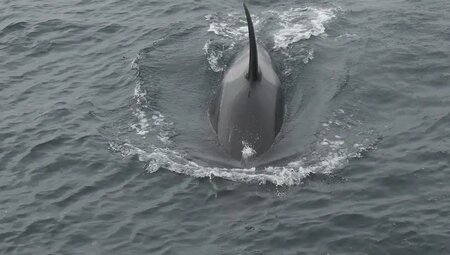 Alaska – Denali Nationalpark & Kenai-Halbinsel