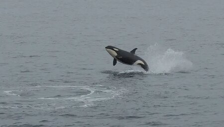 Alaska – Denali Nationalpark & Kenai-Halbinsel