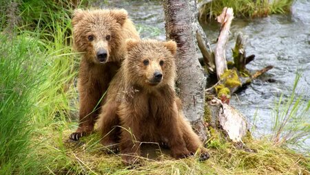 Alaska – Denali Nationalpark & Kenai-Halbinsel