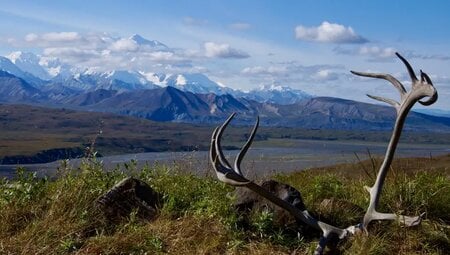 Alaska – Denali Nationalpark & Kenai-Halbinsel
