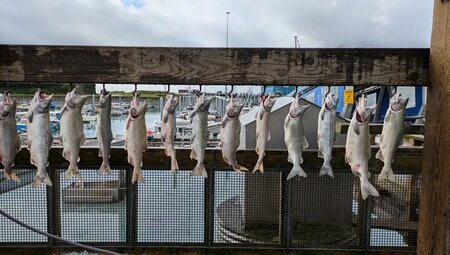 Alaska – Denali Nationalpark & Kenai-Halbinsel