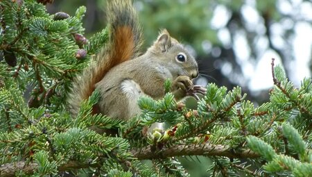 Alaska – Denali Nationalpark & Kenai-Halbinsel