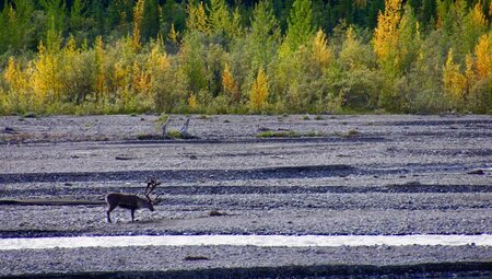 Alaska – Denali Nationalpark & Kenai-Halbinsel