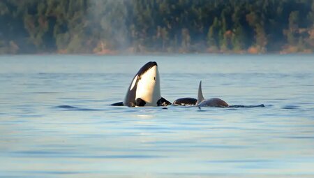 Kanada – Rocky Mountains: Zelt-Reise Westkanada