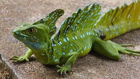 Costa Rica – Wandern im wilden Süden