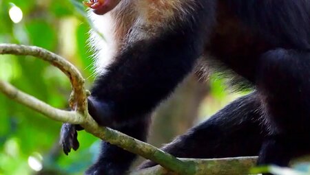 Costa Rica – Wandern im wilden Süden