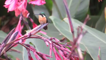 Costa Rica – Tropische Pfade zwischen den Ozeanen