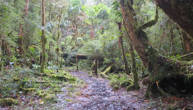 Costa Rica - Wandern, Staunen und Genießen