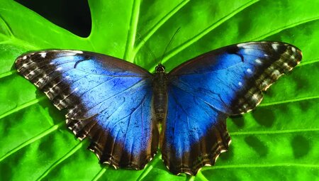 Costa Rica - Wandern, Staunen und Genießen