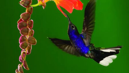 Costa Rica – MTB Reise durch Regenwälder zum Pazifik