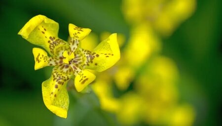 MTB Costa Rica - Pura Vida, Vulkane und Urwald
