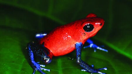 Costa Rica – E-Bike: Pura Vida, Dschungel und Vulkane