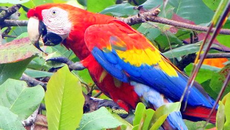 Costa Rica – E-Bike: Pura Vida, Dschungel und Vulkane