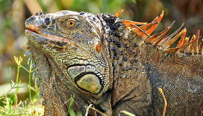 E - Mountainbike Costa Rica - Exotik, Dschungel und Vulkane