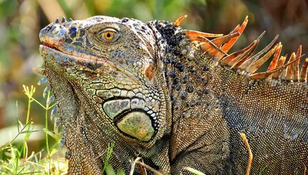 E - Mountainbike Costa Rica - Exotik, Dschungel und Vulkane