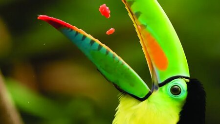 E - Mountainbike Costa Rica - Exotik, Dschungel und Vulkane