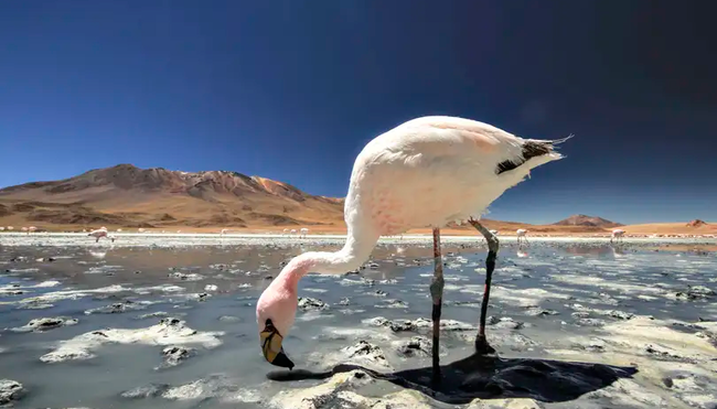 Chile, Bolivien - Wüsten, Salzseen und Geysire