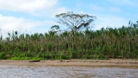 Bolivien – Madidi Nationalpark