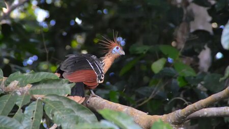 Bolivien – Madidi Nationalpark