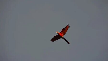 Bolivien – Madidi Nationalpark