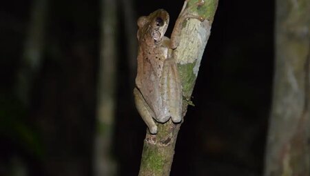 Bolivien – Madidi Nationalpark