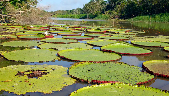 Peru – Peruanischer Amazonas (Reisebaustein)