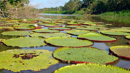 Peru – Amazonas: Regenwald erkunden