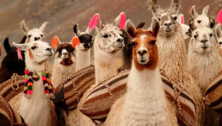 Peru – Lodge Trekking um den Apu Ausangate