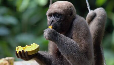 Kolumbien – Amazonas im Dreiländereck